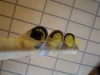 DSC04271.JPG